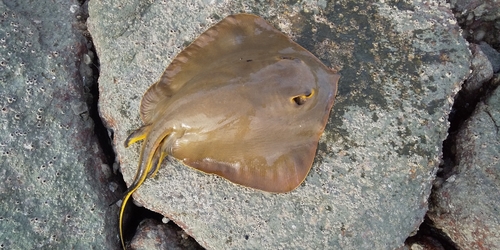 アカエイの釣果