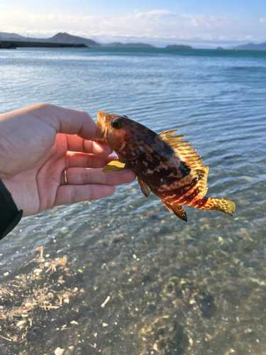 オオモンハタの釣果