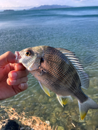 キビレの釣果