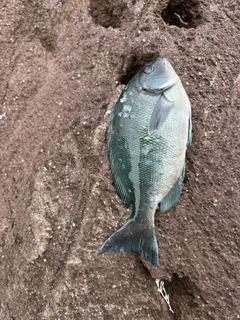 メジナの釣果