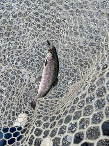 ニジマスの釣果