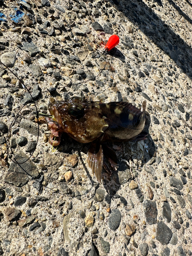 カサゴの釣果