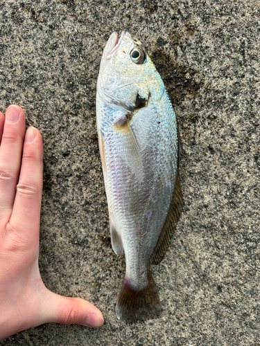 イシモチの釣果