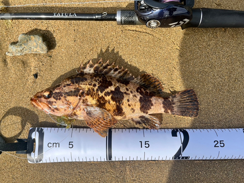 タケノコメバルの釣果