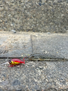 マハゼの釣果