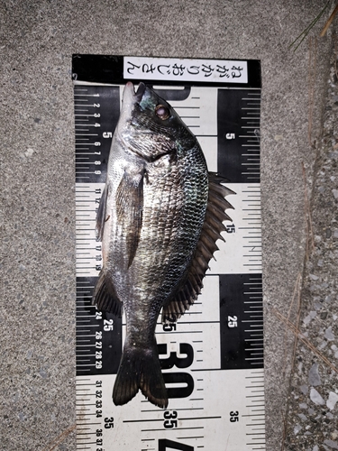 クロダイの釣果