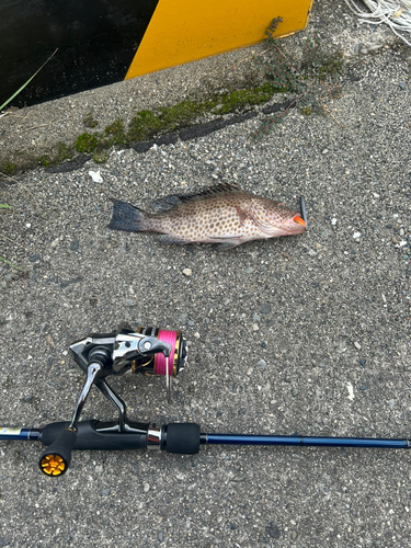 オオモンハタの釣果