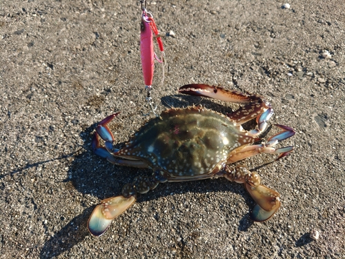 タイワンガザミの釣果