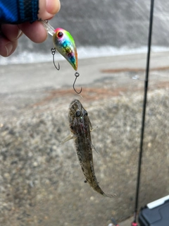 マハゼの釣果