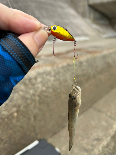 マハゼの釣果