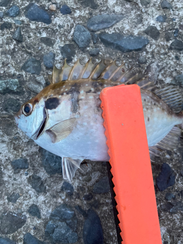 アイゴの釣果