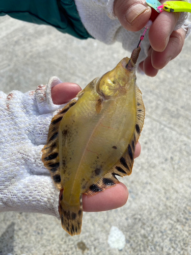 マツカワの釣果