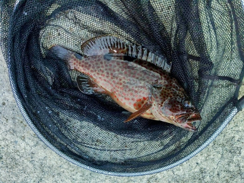 オオモンハタの釣果