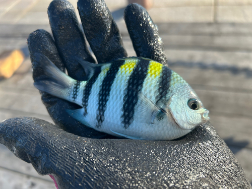 オヤビッチャの釣果