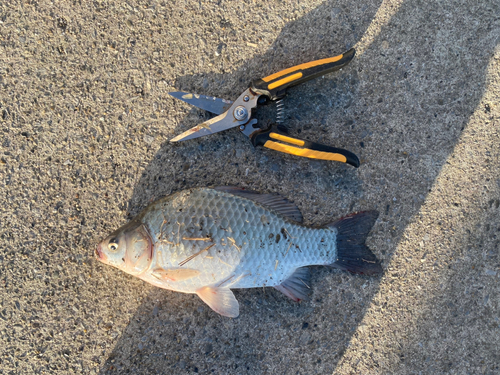 ヘラブナの釣果