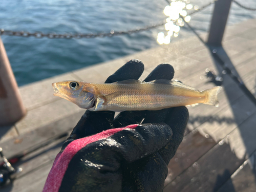 シロギスの釣果