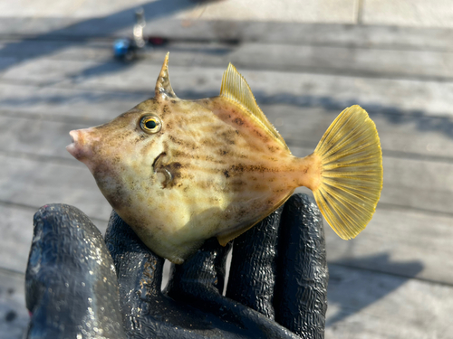 カワハギの釣果