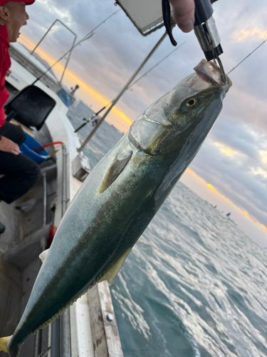 ハマチの釣果