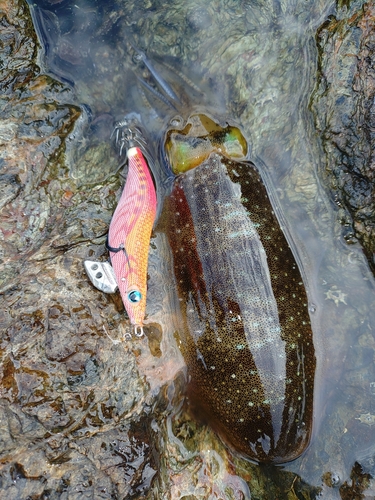 アオリイカの釣果