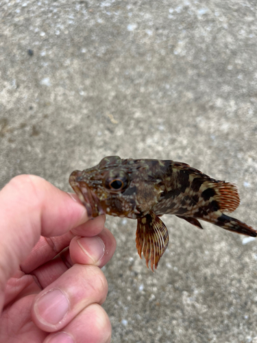 カサゴの釣果