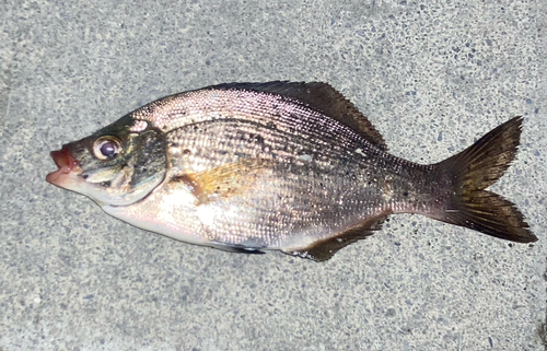 釣果