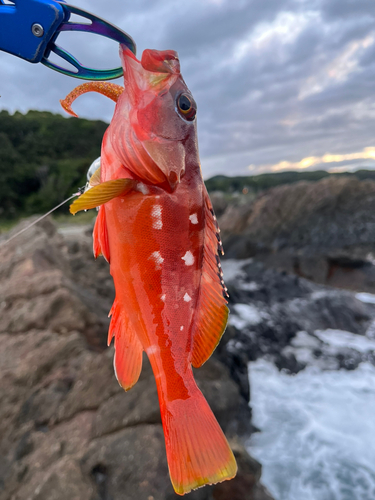 アカハタの釣果