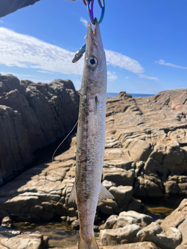 オオカマスの釣果