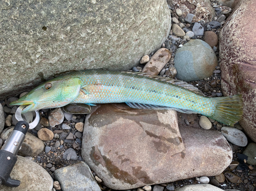 カマスベラの釣果