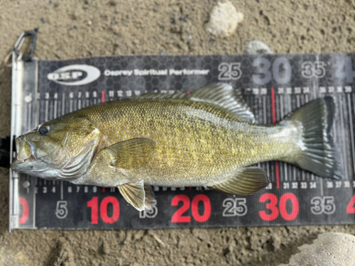 スモールマウスバスの釣果