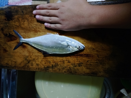 イケカツオの釣果