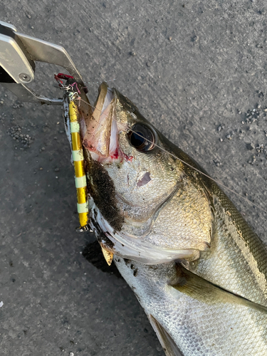 フッコ（マルスズキ）の釣果