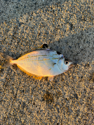 ヒイラギの釣果