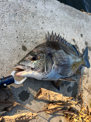 チヌの釣果