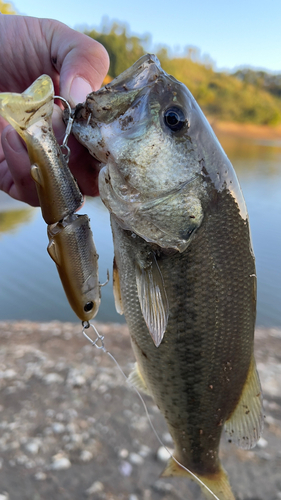 ブラックバスの釣果