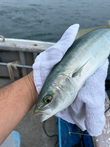 ツバスの釣果