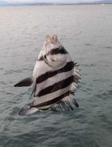 イシダイの釣果