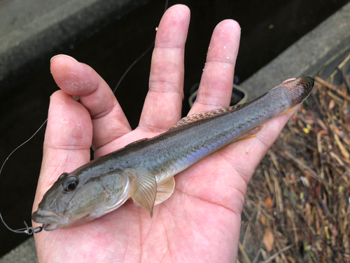 マハゼの釣果