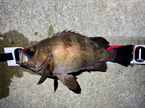 メバルの釣果