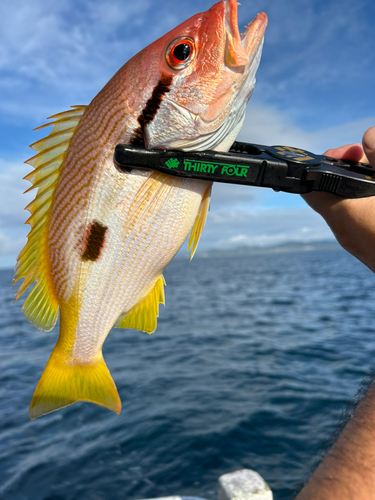 クロホシフエダイの釣果