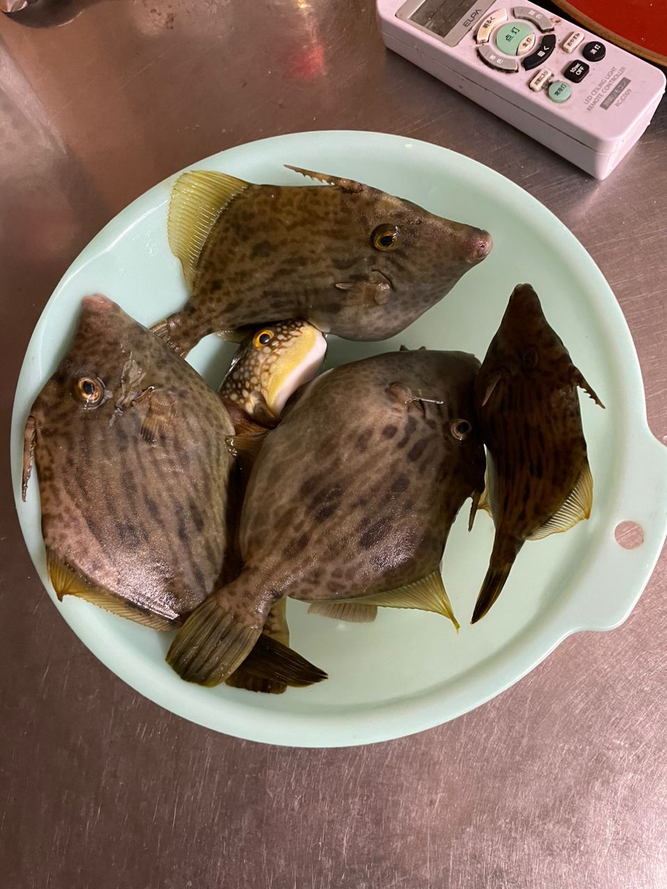 カワハギ