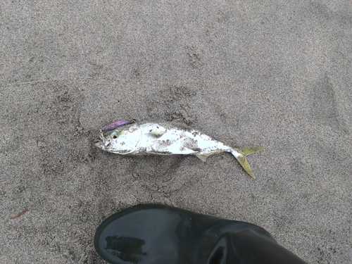 ワカナゴの釣果