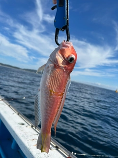 アカアマダイの釣果