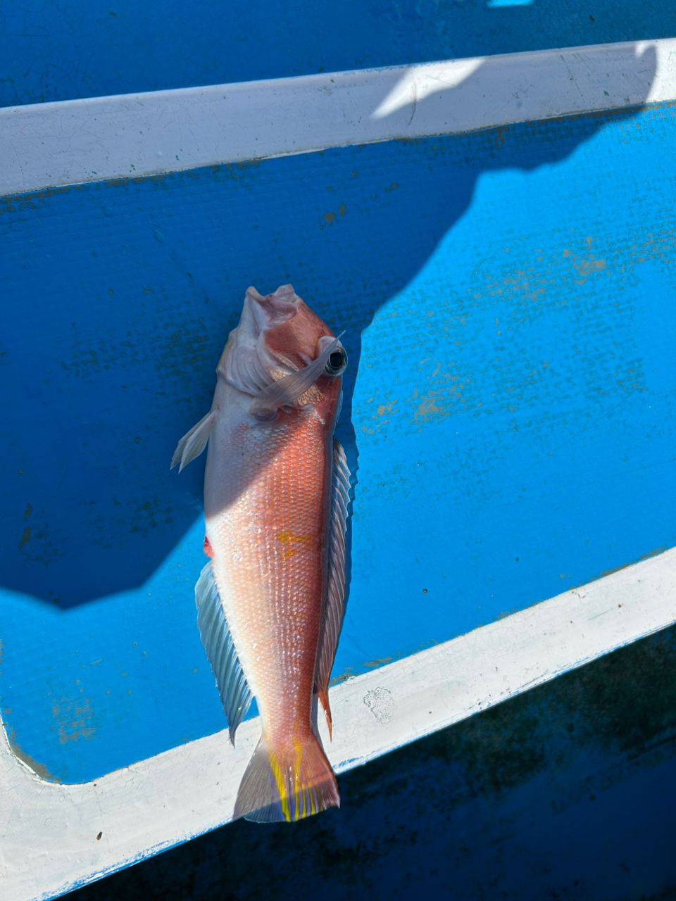 みき0110さんの釣果 2枚目の画像