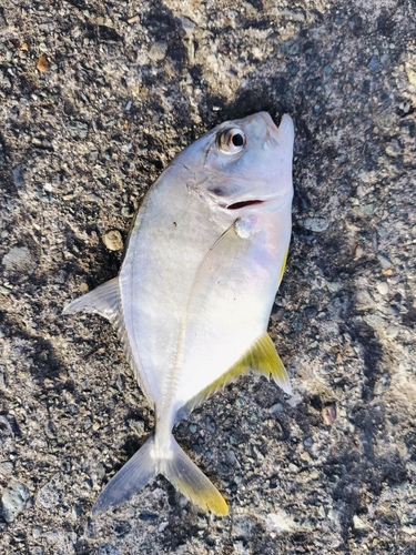 ロウニンアジの釣果