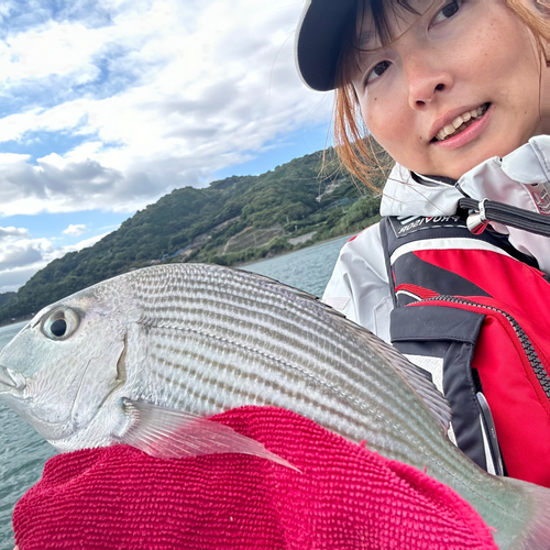 ヘダイの釣果