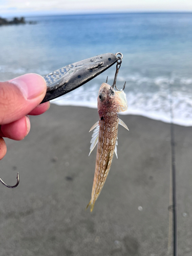 エソの釣果