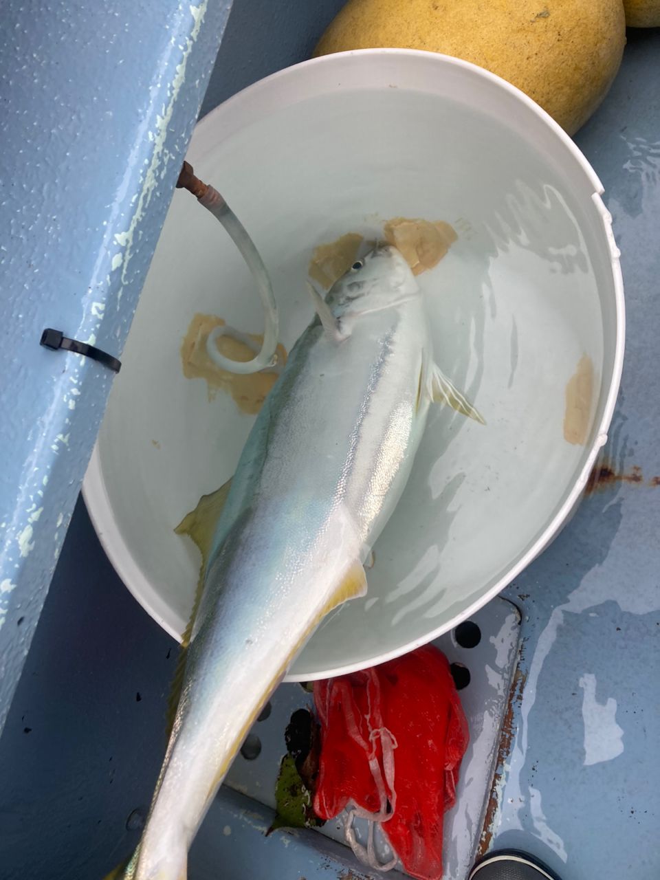 ジーケンさんの釣果 2枚目の画像