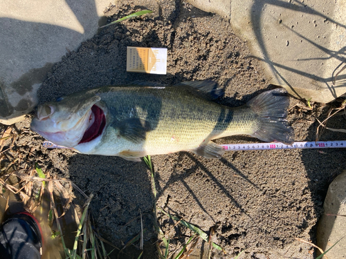 ブラックバスの釣果