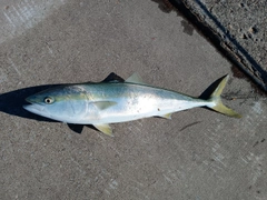 ブリの釣果