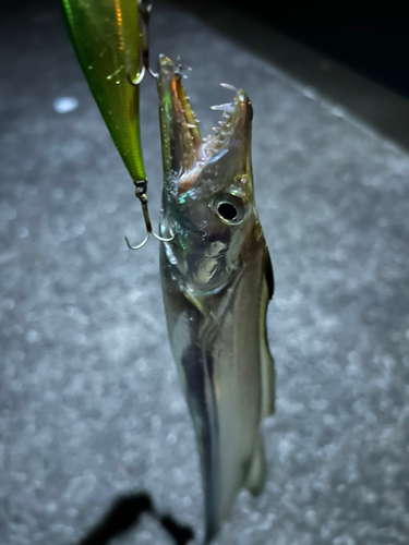 タチウオの釣果